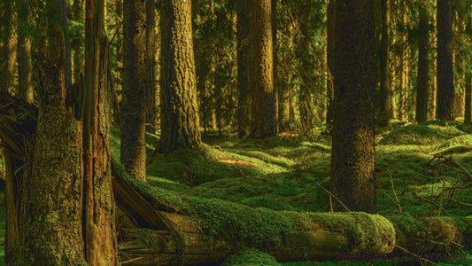 Lush, vibrant moss covered forest. Tree trunks are also covered in moss with sunlight shining down on them.