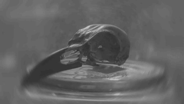 Root, Rot, & Remedy: A Cozy Guide to What Moves the Dead