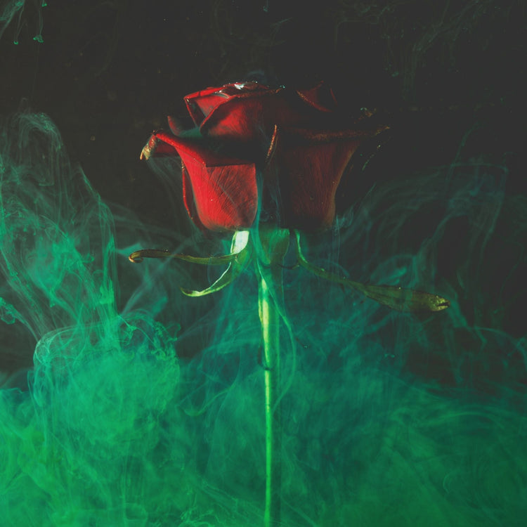 Single red rose with stem against a black background and green smoke rising from the bottom of the image, curling around the rose.