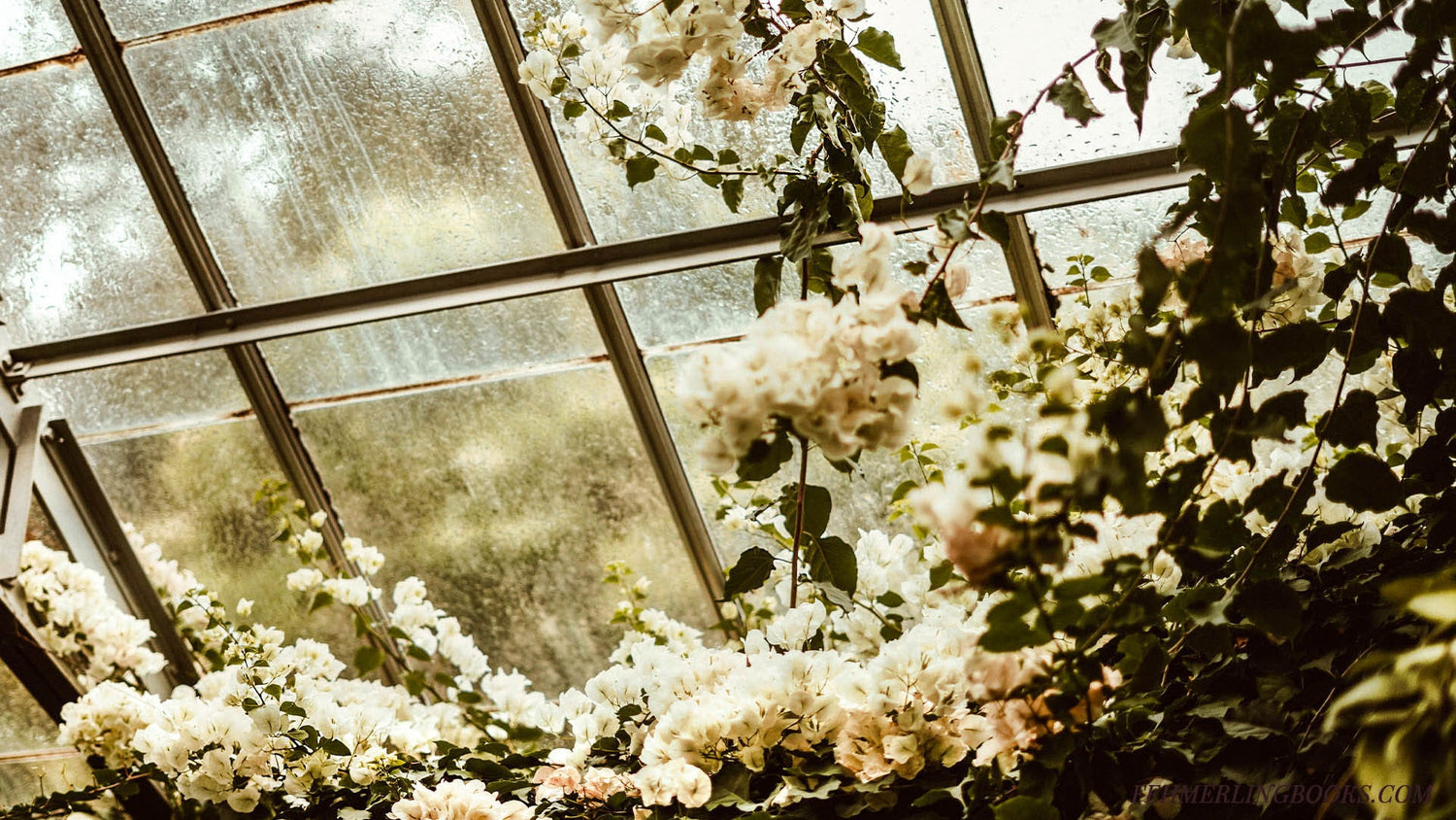 Lush white blossoms and dark ivy climbing the interior glass of a misty, atmospheric greenhouse. Featured image for The Botanist's Betrayal collection at Fehmerling Books, representing the intersection of botanical noir and domestic suspense thrillers.