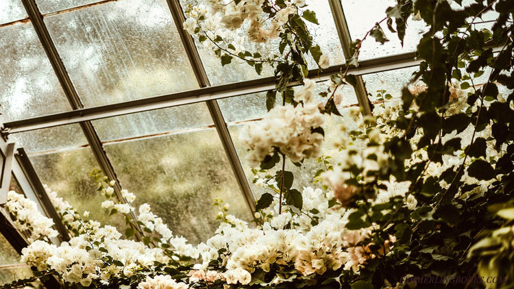Lush white blossoms and dark ivy climbing the interior glass of a misty, atmospheric greenhouse. Featured image for The Botanist's Betrayal collection at Fehmerling Books, representing the intersection of botanical noir and domestic suspense thrillers.