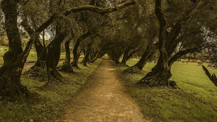 A shadowy, tree-lined dirt path forming a natural canopy in a moody forest. Featured image for the Botanist's Echo audiobook collection at Fehmerling Books, curated for the curious wanderer seeking atmospheric thrillers and dark cottagecore mysteries.